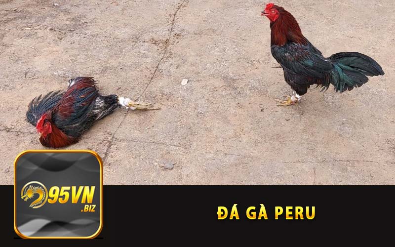 Đá gà 95vn